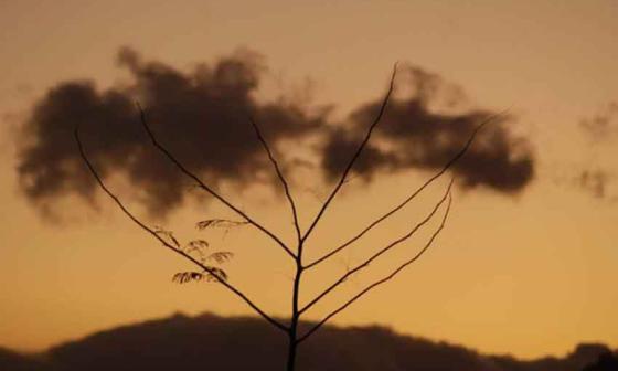 Árbol y nube. Foto: Gustavo Pérez