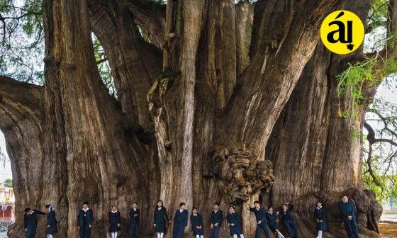 El árbol más ancho del mundo, en Santa María de Tule (México).