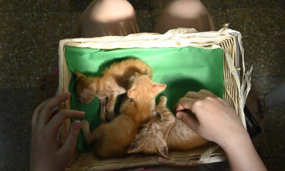 Gatos en Cuba.